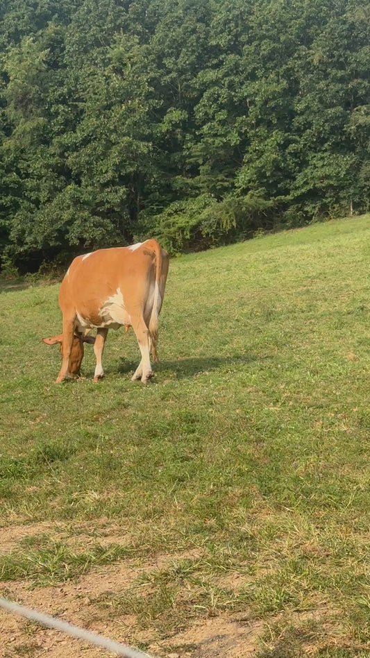 Frederica (Freddie) - Registered Guernsey Cow A2A2